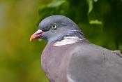 houtduif (Columba palumbus) 6-2017 1339